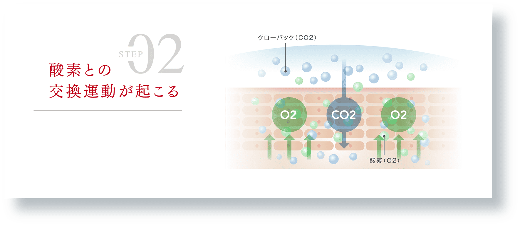 Step 02 酸素との交換運動が起こる