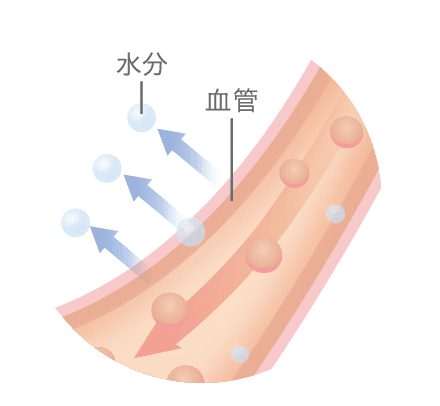 水分 血管
