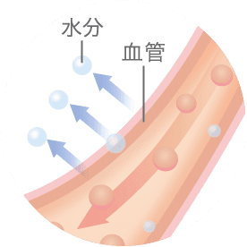 水分 血管